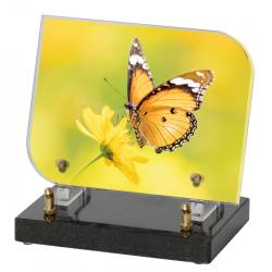 Papillon