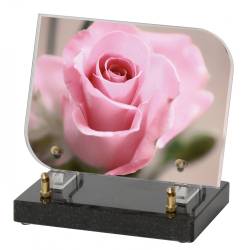 Rose rose