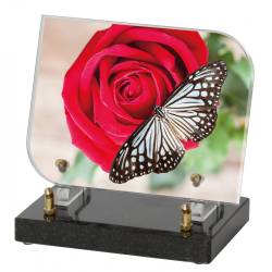 Papillon 2