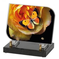 Papillon orange