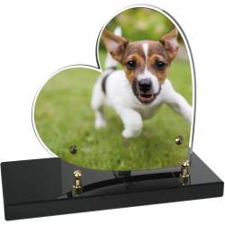 Chien