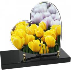 Tulipe