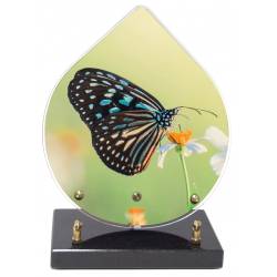 Papillon