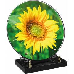 Tournesols