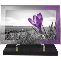 Crocus