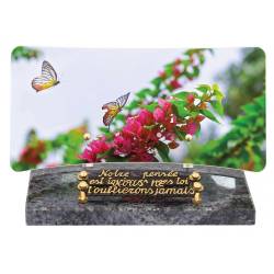 Papillon