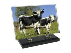 Animaux décor avec texte 27