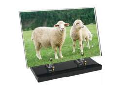 Animaux décor avec texte 11