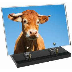 Animaux décor avec texte 25
