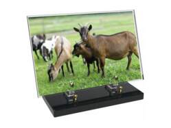 Animaux décor avec texte 13