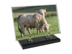 Animaux décor avec texte 17