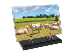 Animaux décor avec texte 19