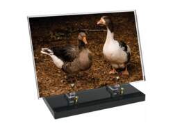 Animaux décor avec texte 9