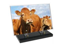 Animaux décor avec texte 24