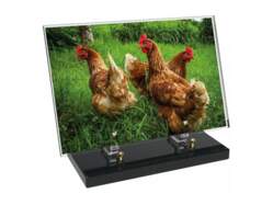 Animaux décor avec texte 4