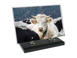 Animaux décor avec texte 18