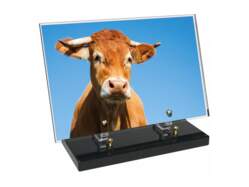 Animaux décor avec texte 25