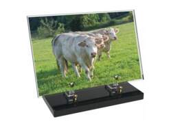 Animaux décor avec texte 16