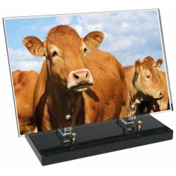 Animaux décor avec texte 24