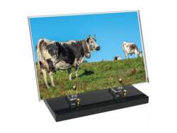 Animaux décor avec texte 29