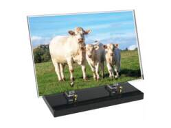 Animaux décor avec texte 14