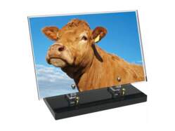 Animaux décor avec texte 22