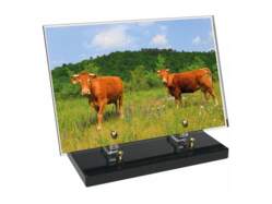 Animaux décor avec texte 21