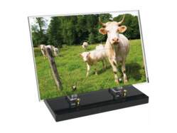 Animaux décor avec texte 20