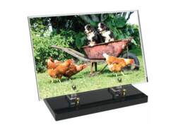 Animaux décor avec texte 7