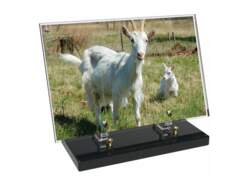 Animaux décor avec texte 12