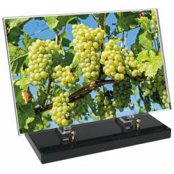 Vigne décor avec texte 2