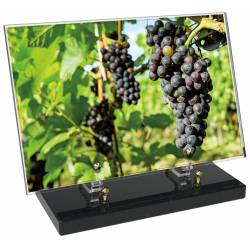 Vigne décor avec texte 3