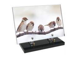 Animaux décor 78 avec texte