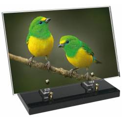 Animaux décor 86 avec texte