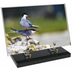 Animaux décor 48 avec texte