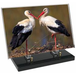 Animaux décor 81 avec texte
