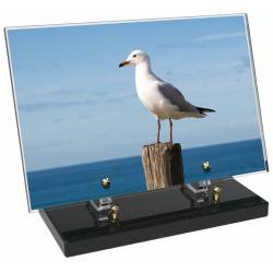 Animaux décor 70 avec texte