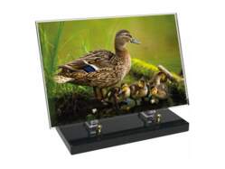 Animaux décor 91 avec texte