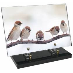 Animaux décor 78 avec texte