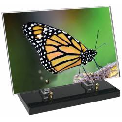 Animaux décor 40 avec texte