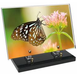Animaux décor 31 avec texte