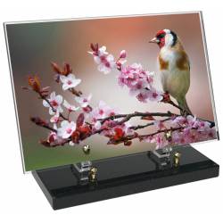 Animaux décor 90 avec texte