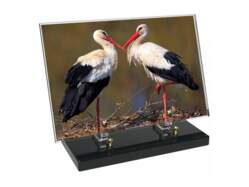 Animaux décor 81 avec texte