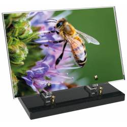 Animaux décor 55 avec texte