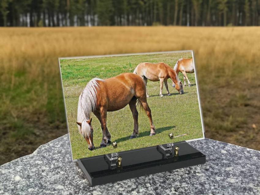 Rectangular Plexiglas Collection Plaque.